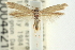  (Neoscythris planipenella - CNCLEP00044219)  @14 [ ] CreativeCommons - Attribution (2013) CNC/CBG Photography Group Centre for Biodiversity Genomics