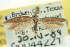  ( - CNCLEP00044221)  @13 [ ] CreativeCommons - Attribution (2013) CNC/CBG Photography Group Centre for Biodiversity Genomics
