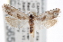  ( - CNCLEP00056543)  @11 [ ] CreativeCommons - Attribution (2013) CNC/CBG Photography Group Centre for Biodiversity Genomics