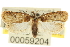  (Agonopterix flavicomella - CNCLEP00059204)  @15 [ ] CreativeCommons - Attribution (2013) CBG Photography Group Centre for Biodiversity Genomics