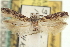  (Gnorimoschema ericameriae - CNCLEP00061550)  @11 [ ] CreativeCommons - Attribution (2013) CNC/CBG Photography Group Centre for Biodiversity Genomics