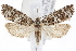  ( - CNCLEP00075662)  @14 [ ] CreativeCommons - Attribution (2013) CNC/CBG Photography Group Centre for Biodiversity Genomics