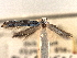  ( - CNCLEP0007239)  @11 [ ] CreativeCommons - Attribution (2013) CBG Photography Group Centre for Biodiversity Genomics
