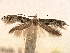  ( - CNCLEP00077236)  @11 [ ] CreativeCommons - Attribution (2013) CBG Photography Group Centre for Biodiversity Genomics