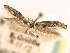  ( - CNCLEP00077241)  @11 [ ] CreativeCommons - Attribution (2013) CBG Photography Group Centre for Biodiversity Genomics
