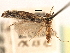  (Yponomeuta martinella - CNCLEP00077242)  @11 [ ] CreativeCommons - Attribution (2013) CBG Photography Group Centre for Biodiversity Genomics