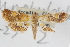  ( - CNCLEP00087670.1)  @11 [ ] CreativeCommons - Attribution (2013) CBG Photography Group Centre for Biodiversity Genomics