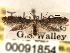  ( - CNCLEP00091854)  @11 [ ] CreativeCommons - Attribution (2013) CBG Photography Group Centre for Biodiversity Genomics