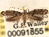  ( - CNCLEP00091855)  @14 [ ] CreativeCommons - Attribution (2013) CBG Photography Group Centre for Biodiversity Genomics