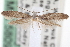 ( - CNCLEP00091856)  @13 [ ] CreativeCommons - Attribution (2013) CNC/CBG Photography Group Centre for Biodiversity Genomics