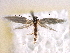  ( - CNCLEP00095358)  @13 [ ] CreativeCommons - Attribution (2013) CBG Photography Group Centre for Biodiversity Genomics