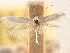  ( - CNCLEP00095359)  @11 [ ] CreativeCommons - Attribution (2013) CBG Photography Group Centre for Biodiversity Genomics