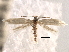  (Ocnerostoma - CNCLEP00095360)  @14 [ ] CreativeCommons - Attribution (2013) CBG Photography Group Centre for Biodiversity Genomics