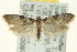  ( - CNCLEP00097145)  @14 [ ] CreativeCommons - Attribution (2013) CNC/CBG Photography Group Centre for Biodiversity Genomics