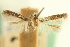 ( - CNCLEP00098539)  @11 [ ] CreativeCommons - Attribution (2013) CNC/CBG Photography Group Centre for Biodiversity Genomics