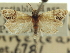  ( - CNCLEP00098550)  @11 [ ] CreativeCommons - Attribution (2013) CNC/CBG Photography Group Centre for Biodiversity Genomics