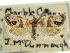  ( - CNCLEP00098554)  @11 [ ] CreativeCommons - Attribution (2013) CNC/CBG Photography Group Centre for Biodiversity Genomics