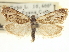 ( - CNCLEP00098559)  @11 [ ] CreativeCommons - Attribution (2013) CNC/CBG Photography Group Centre for Biodiversity Genomics