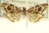  ( - CNCLEP00098568)  @11 [ ] CreativeCommons - Attribution (2013) CNC/CBG Photography Group Centre for Biodiversity Genomics
