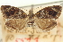  ( - CNCLEP00098570)  @11 [ ] CreativeCommons - Attribution (2013) CNC/CBG Photography Group Centre for Biodiversity Genomics