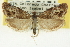  ( - CNCLEP00098591)  @14 [ ] CreativeCommons - Attribution (2013) CNC/CBG Photography Group Centre for Biodiversity Genomics
