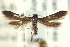  ( - CNCLEP00098597)  @14 [ ] CreativeCommons - Attribution (2013) CNC/CBG Photography Group Centre for Biodiversity Genomics