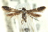 (Schreckensteinia felicella - CNCLEP00098598)  @14 [ ] CreativeCommons - Attribution (2013) CNC/CBG Photography Group Centre for Biodiversity Genomics