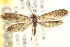  (Eriocraniella variegata - CNCLEP00098600)  @11 [ ] CreativeCommons - Attribution (2013) CNC/CBG Photography Group Centre for Biodiversity Genomics