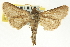  ( - CNCLEP00098628)  @11 [ ] CreativeCommons - Attribution (2013) CNC/CBG Photography Group Centre for Biodiversity Genomics
