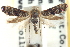  ( - CNCLEP00098636)  @11 [ ] CreativeCommons - Attribution (2013) CNC/CBG Photography Group Centre for Biodiversity Genomics