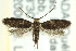  ( - CNCLEP00098658)  @13 [ ] CreativeCommons - Attribution (2013) CNC/CBG Photography Group Centre for Biodiversity Genomics