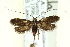  ( - CNCLEP00098668)  @14 [ ] CreativeCommons - Attribution (2013) CNC/CBG Photography Group Centre for Biodiversity Genomics