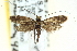  ( - CNCLEP00098672)  @13 [ ] CreativeCommons - Attribution (2013) CNC/CBG Photography Group Centre for Biodiversity Genomics