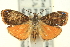  ( - CNCLEP00098704)  @14 [ ] CreativeCommons - Attribution (2013) CNC/CBG Photography Group Centre for Biodiversity Genomics