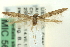  ( - CNCLEP00098717)  @14 [ ] CreativeCommons - Attribution (2013) CNC/CBG Photography Group Centre for Biodiversity Genomics