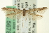  ( - CNCLEP00098718)  @14 [ ] CreativeCommons - Attribution (2013) CNC/CBG Photography Group Centre for Biodiversity Genomics