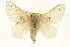  ( - CNCLEP00098761)  @11 [ ] CreativeCommons - Attribution (2013) CNC/CBG Photography Group Centre for Biodiversity Genomics