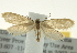  ( - CNCLEP00098871)  @12 [ ] CreativeCommons - Attribution (2013) CNC/CBG Photography Group Centre for Biodiversity Genomics