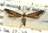  ( - CNCLEP00098883)  @14 [ ] CreativeCommons - Attribution (2013) CNC/CBG Photography Group Centre for Biodiversity Genomics