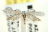  (Prodoxinae - CNCLEP00098908)  @14 [ ] CreativeCommons - Attribution (2013) CNC/CBG Photography Group Centre for Biodiversity Genomics