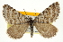 ( - CNCLEP00098926)  @15 [ ] CreativeCommons - Attribution (2013) CNC/CBG Photography Group Centre for Biodiversity Genomics