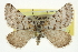  (Entephria lynda - CNCLEP00098927)  @15 [ ] CreativeCommons - Attribution (2013) CNC/CBG Photography Group Centre for Biodiversity Genomics