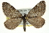  (Entephria beringiana - CNCLEP00098929)  @15 [ ] CreativeCommons - Attribution (2013) CNC/CBG Photography Group Centre for Biodiversity Genomics