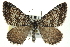  (Entephria polata - CNCLEP00098930)  @15 [ ] CreativeCommons - Attribution (2013) CNC/CBG Photography Group Centre for Biodiversity Genomics