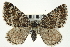  ( - CNCLEP00098931)  @15 [ ] CreativeCommons - Attribution (2013) CNC/CBG Photography Group Centre for Biodiversity Genomics