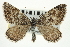  ( - CNCLEP00098932)  @14 [ ] CreativeCommons - Attribution (2013) CNC/CBG Photography Group Centre for Biodiversity Genomics