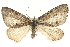  (Cyclica - CNCLEP00098958)  @15 [ ] CreativeCommons - Attribution (2013) CNC/CBG Photography Group Centre for Biodiversity Genomics
