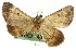  ( - CNCLEP00098961)  @13 [ ] CreativeCommons - Attribution (2013) CNC/CBG Photography Group Centre for Biodiversity Genomics