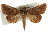  (Phuphena tura - CNCLEP00098979)  @15 [ ] CreativeCommons - Attribution (2013) CNC/CBG Photography Group Centre for Biodiversity Genomics