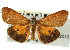  (Virbia lamae - CNCLEP00098989)  @14 [ ] CreativeCommons - Attribution (2013) CNC/CBG Photography Group Centre for Biodiversity Genomics